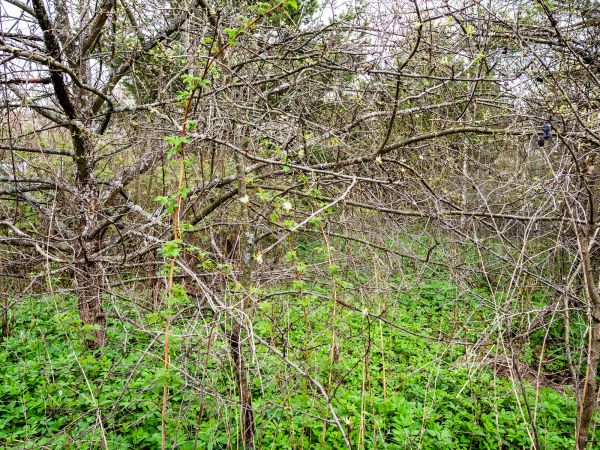 Underbrush Clearing in Buffalo