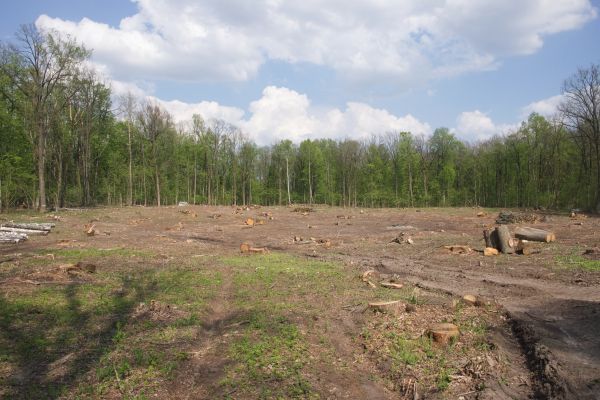 Cost of Pasture Clearing in Buffalo