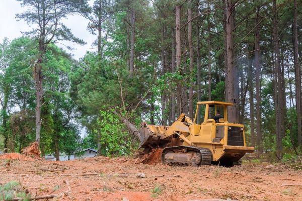 Forest Thinning in Buffalo