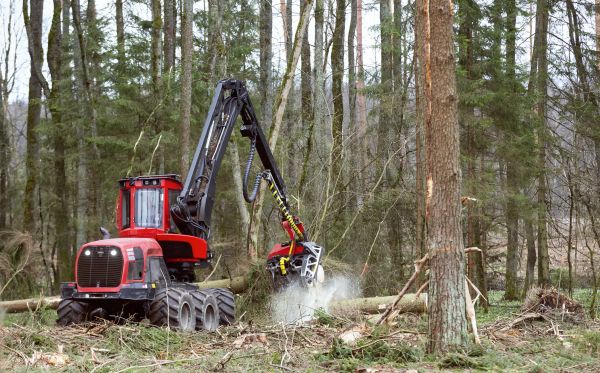 Cost of Forest Clearance Service in Buffalo