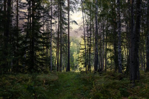 Cost of Pine Tree Clearing in Buffalo
