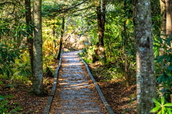 Cost of Trail Clearing in Buffalo