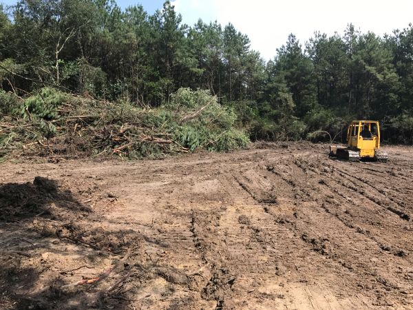 Cost of Thicket Clearing in Buffalo